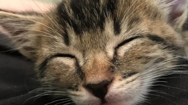 jessies_foster_kittens
