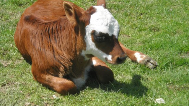 baby cow