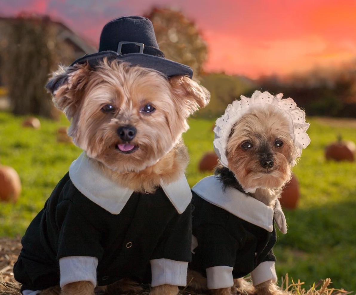 Dogs dressed 2025 up for thanksgiving