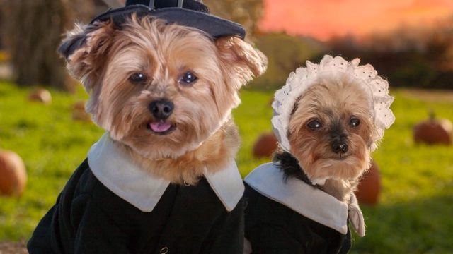 11 dogs dressed as pilgrims to help make your Thanksgiving magical -  HelloGigglesHelloGiggles