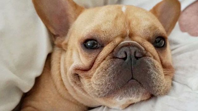 frenchieandthenews