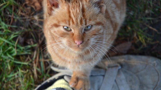 happy-cat