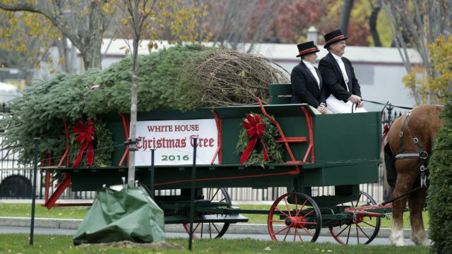 white house christmas tree