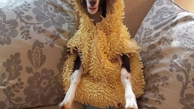 polly-rescue-goat-duck-costume