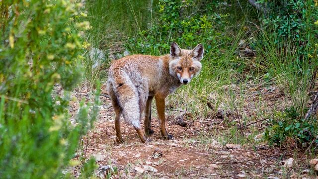 A Red Fox (Vulpes vulpes), seen in Maremma Regional Park (