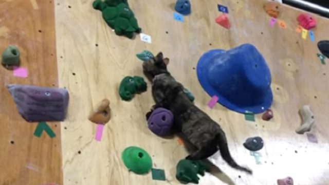 cat-climbing-rock-wall