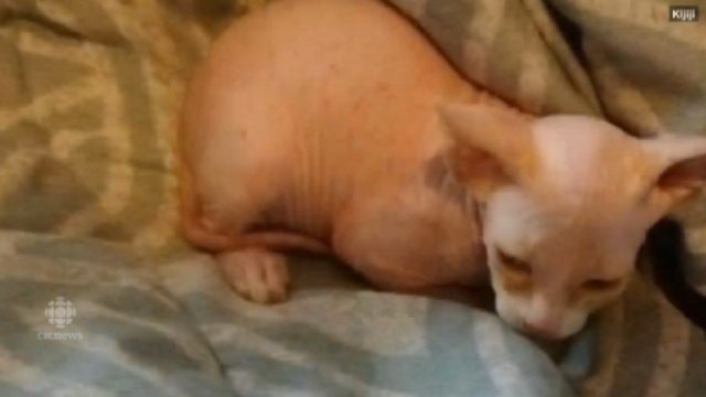 shaved-kitten-sold-as-sphynx