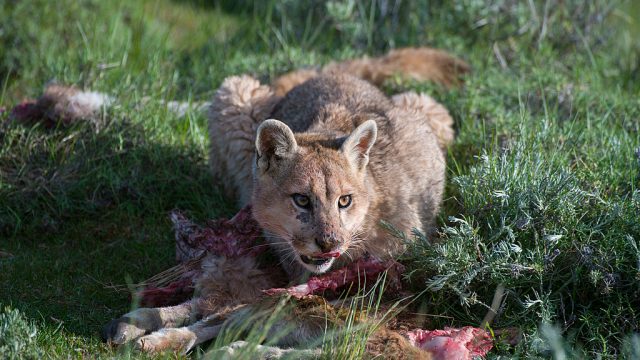 Mountain Lion