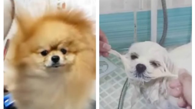 dog-grooming