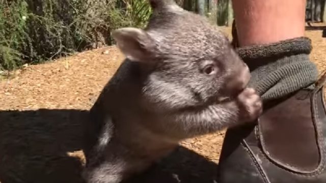 wombat-thinks-its-a-dog