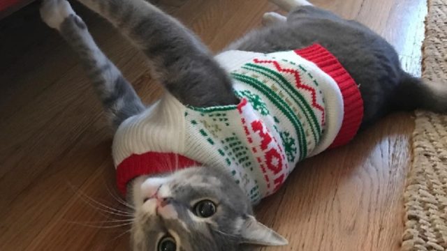 cat-wearing-christmas-sweater