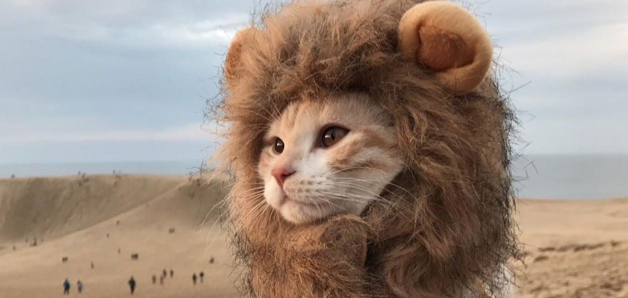 Cat dressed on sale as a lion