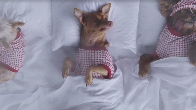 dogs-recreate-famous