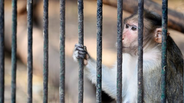 EGYPT-ANIMAL-ZOO