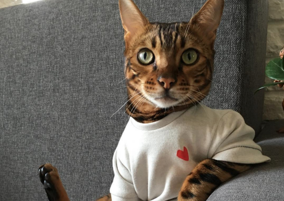 This cat wears clothes on the reg, and it's bizarrely stylish in