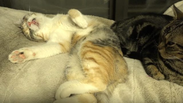 cat-meowing-in-sleep_2