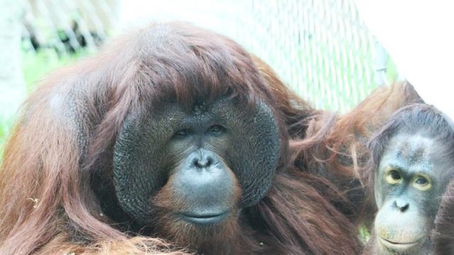 orangutan1