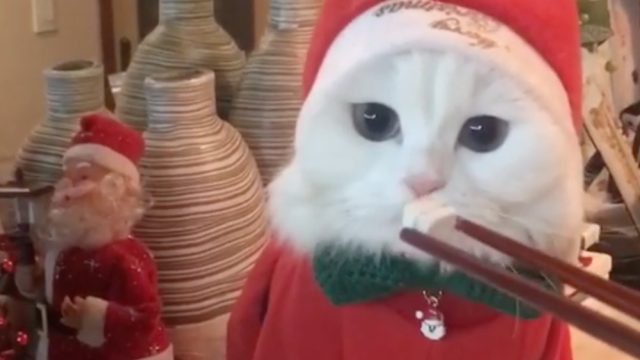 santacat