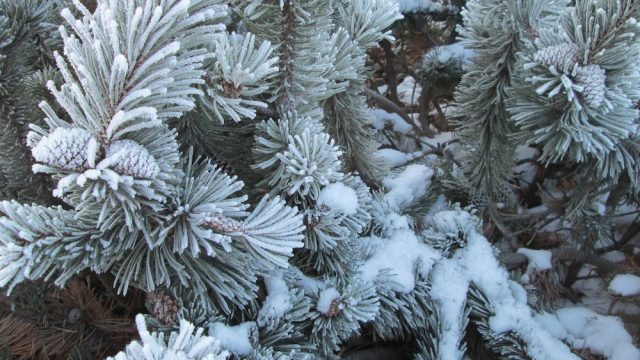 flocked-christmas-tree