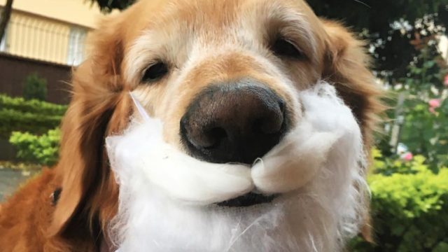 golden-terriever