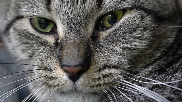 Close-up portrait of a gray tabby cat