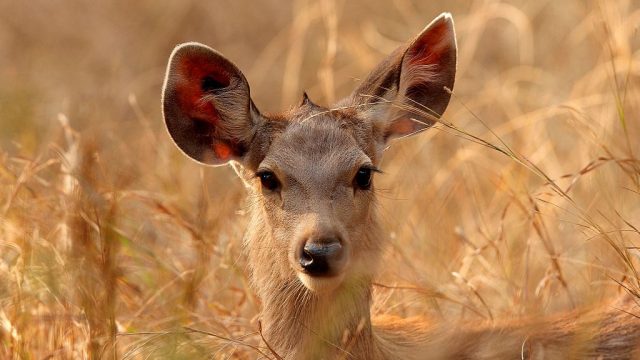 Ranthambore National Park. Sambar Deer