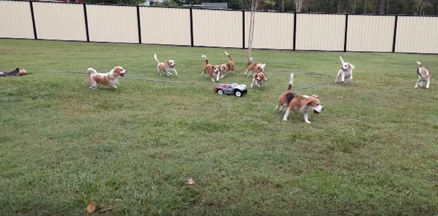 beagles chasing remote control car