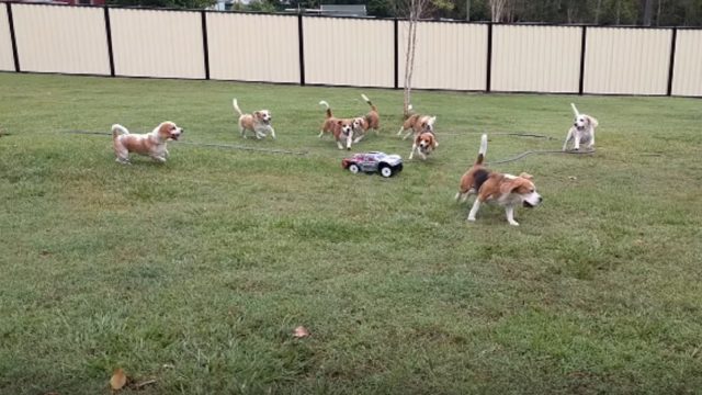 beagles-chase-toy-car