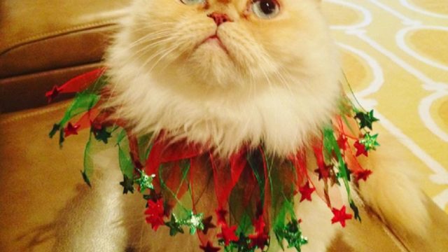 kitty-dressed-for-christmas