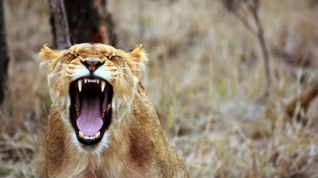 animal-screaming
