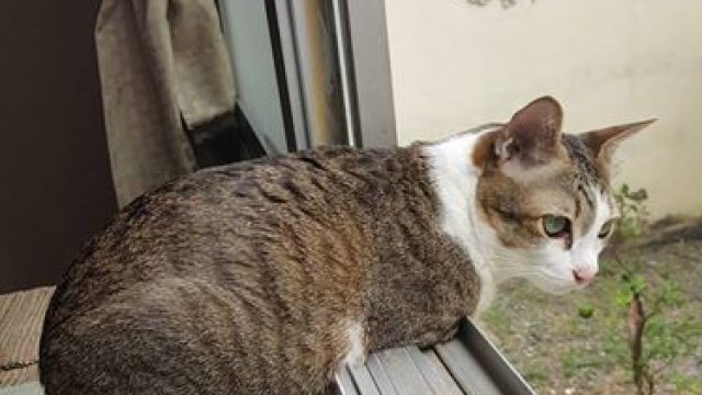 able the cat