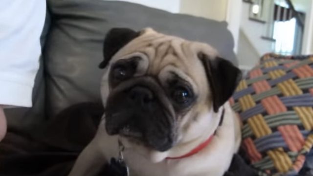 bandit-the-pug