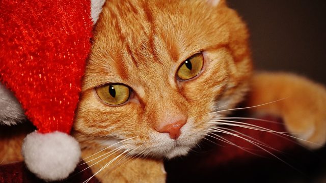 cat-santa-hat