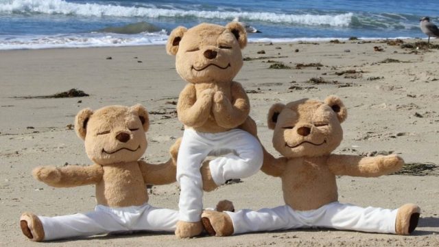 meddy-teddy