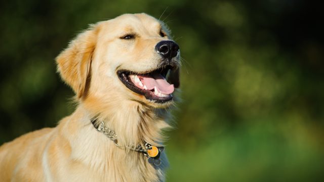 cute dog