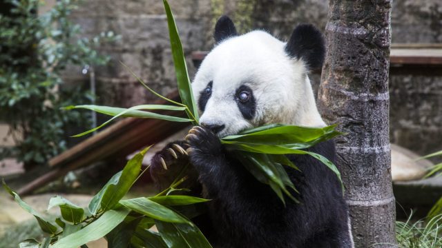 Giant Panda Basi Celebrates 35th Birthday In China