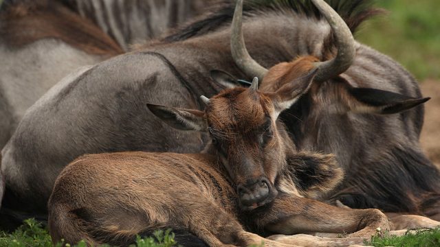 The New Arrivals At Port Lympne Wild Animal Park