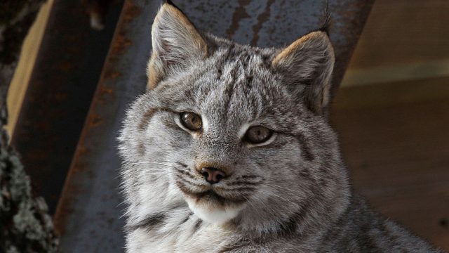 young canada lynx Maine Wildlife Park