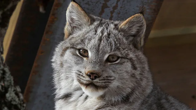 young canada lynx Maine Wildlife Park