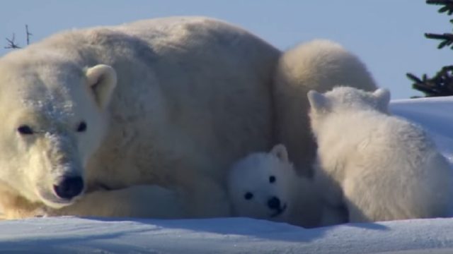 polar-bear-cubs-smithsonian-channel