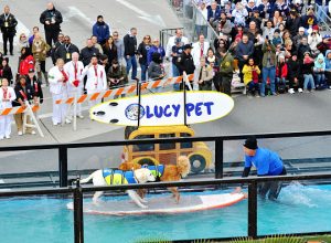 surfing dogs rose parade