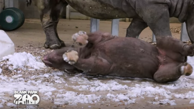 Rhino Zoo Snow