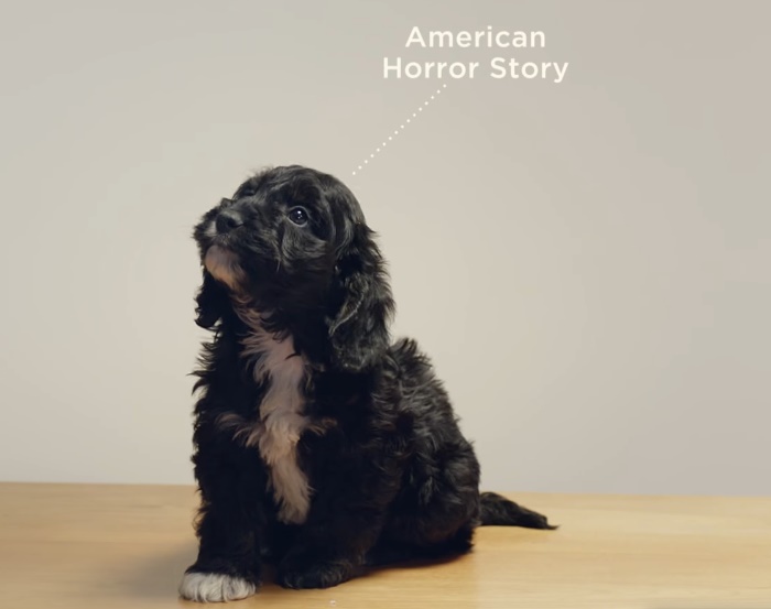 ahs-dog.jpg