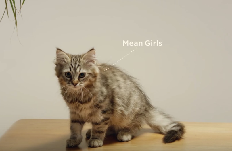 mean-girls-kitten.jpg