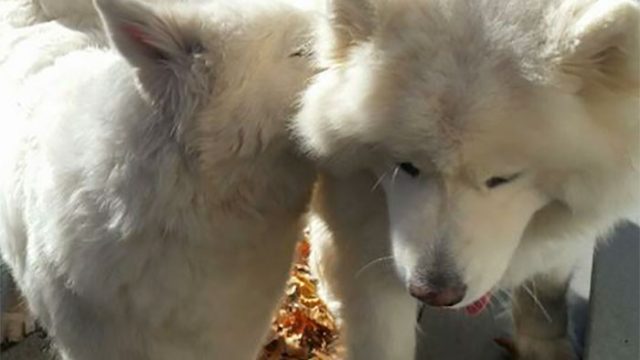 meat-farm-dogs-reunite-kenji-sophia-7