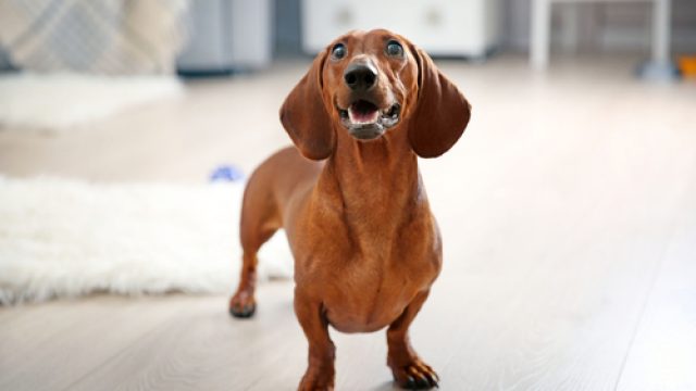 dachshund
