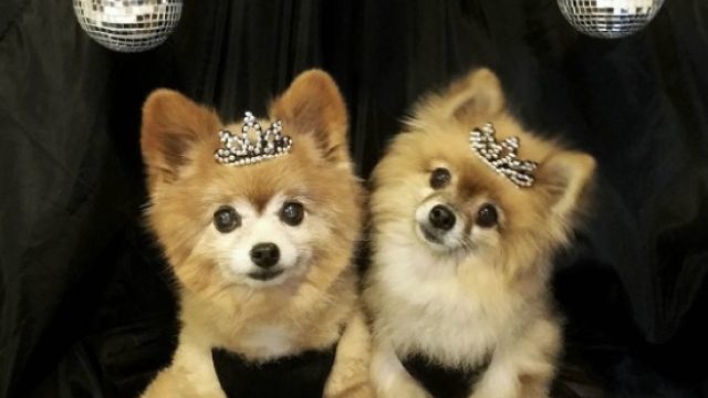 dogs-new-years-eve