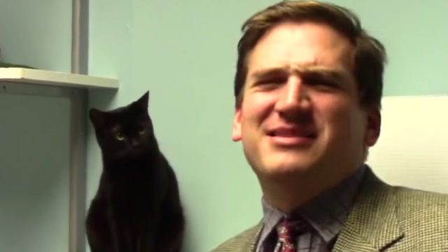 Kitty Kommercial