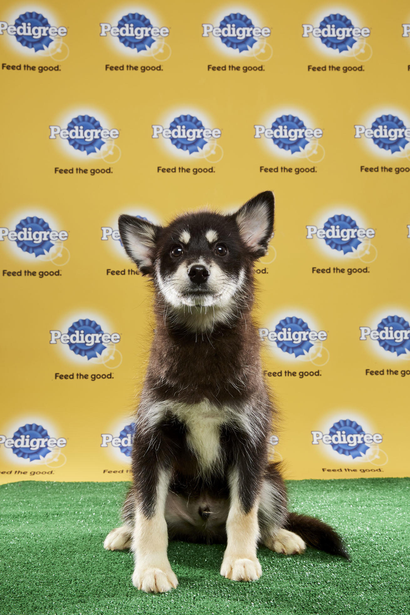 Adorable alert: Pets showing off their football, Super Bowl gear