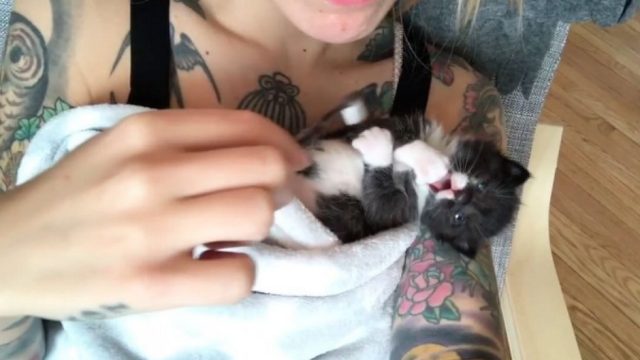 kittenxlady